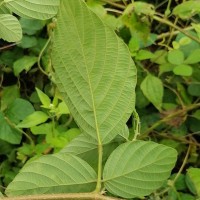 Phyllodium pulchellum (L.) Desv.